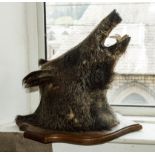 A Taxidermy boar's head