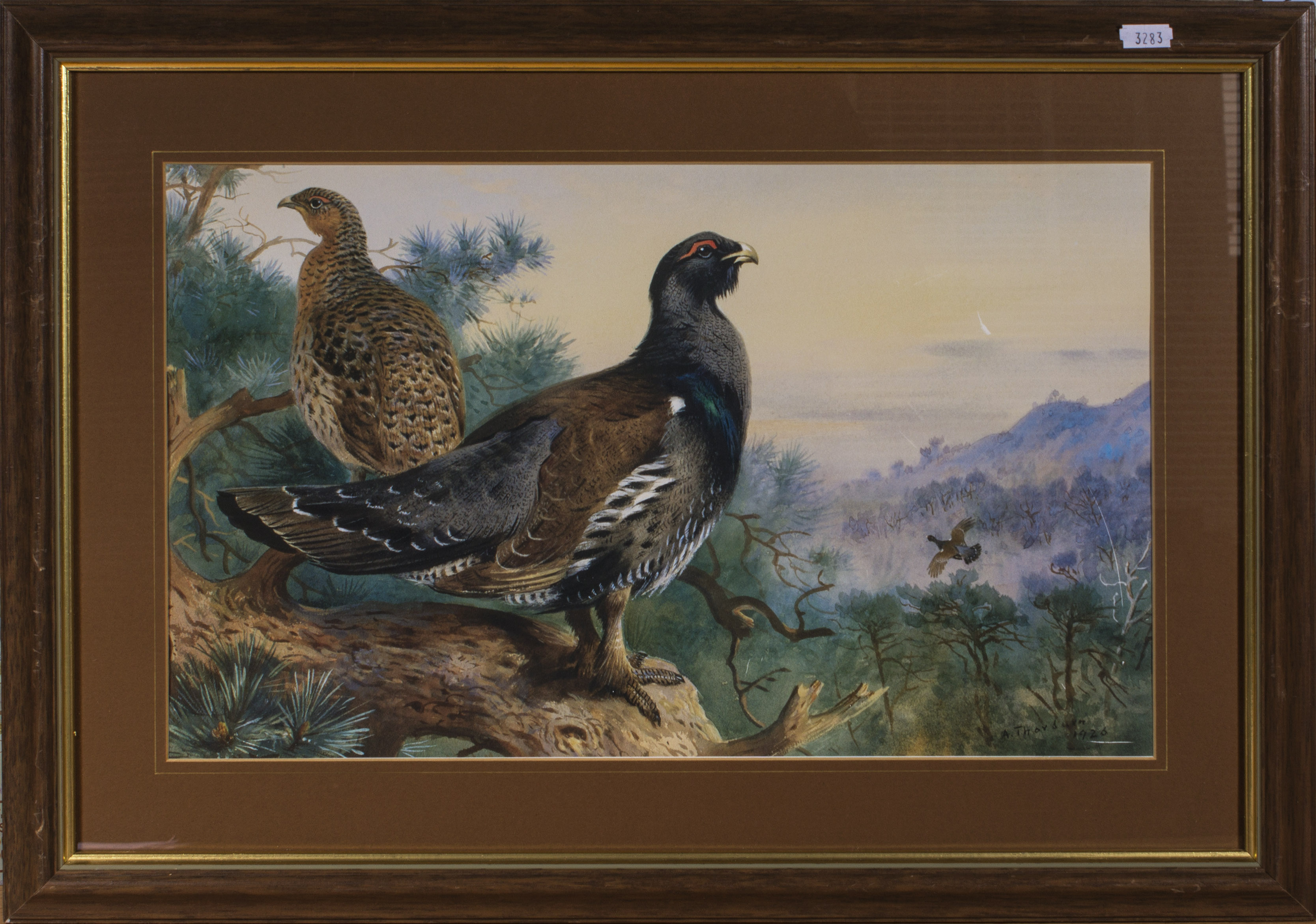 Two framed Archibald Thorburn prints of pheasants Size 27.5cm x 45cm - Image 2 of 3