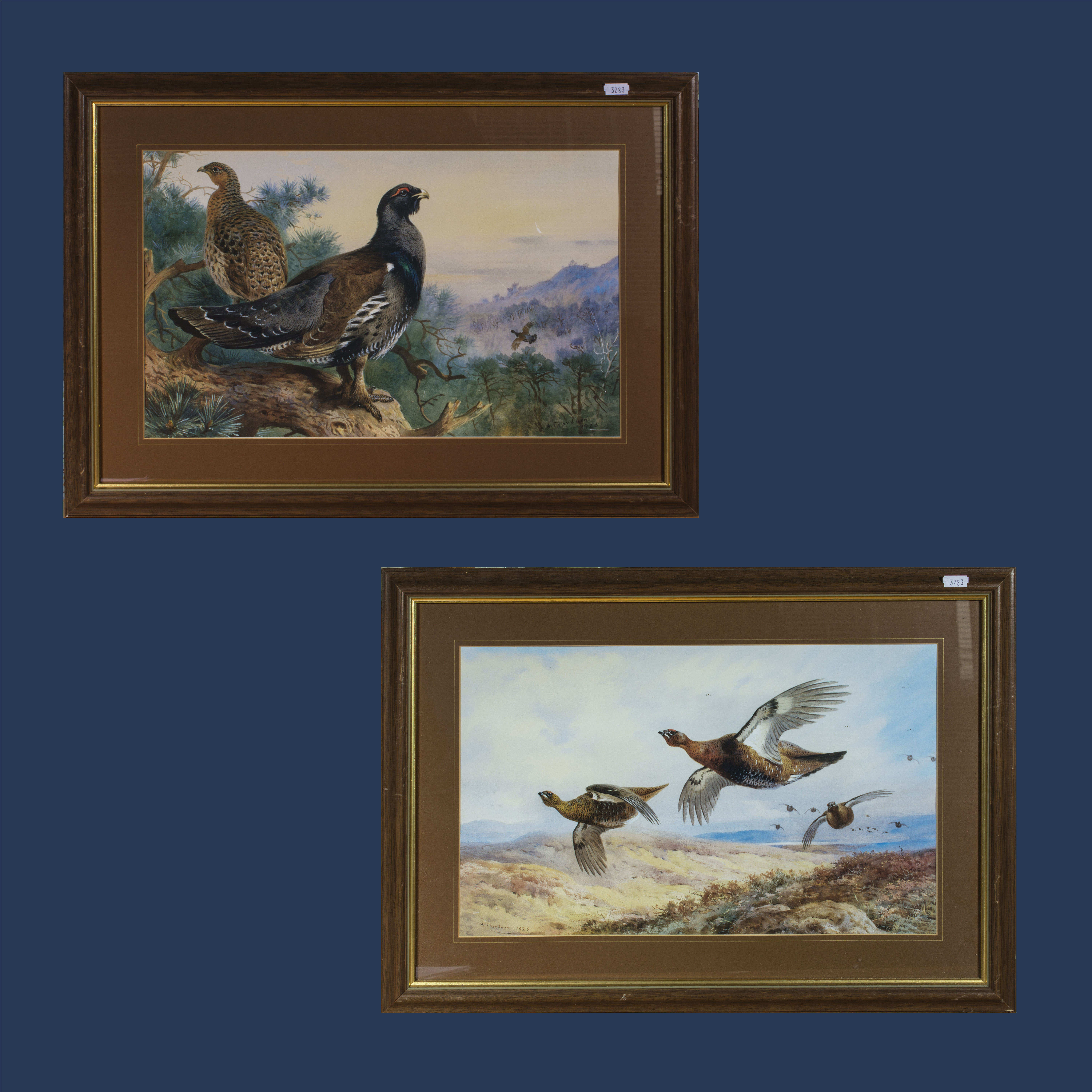 Two framed Archibald Thorburn prints of pheasants Size 27.5cm x 45cm
