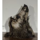 A taxidermy boars head