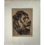 An unframed etching of a lion, signed H.D. size 29.5cm x 21cm