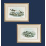 A pair of prints depicting wading birds