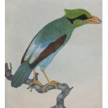 THOMAS W. LEWIN. A short tailed green Magpie, signed, watercolour,12 x 10 1/2 in