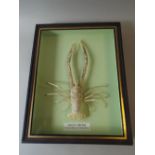 Natural History: A Glazed Display Box Containing a Preserved Lobster.