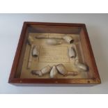 An Early 20th Century Collection of Elizabethan Clay Pipes in a Walnut Glazed Case.