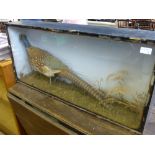 A Taxidermy Pheasant, in the original glass case.