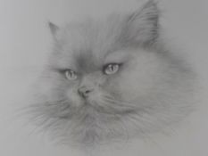 A Finely Executed Pencil Drawing depicting a Persian Cat, signed lower left Lacey dated 1975, framed