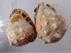 A Quantity of Sea Shells, including a large clam shell. (4)