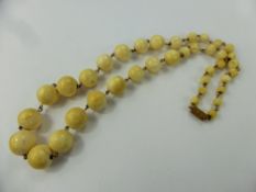 A Set of Graduated Antique Ivory Beads, on 9 ct gold links, metal clasp, approx 60 cms long, largest