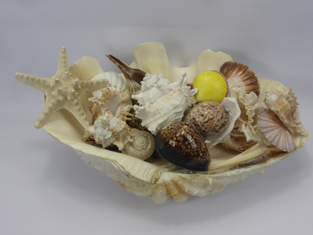 A Large Quantity of Indian Ocean Sea Shells, of many varieties.