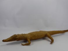 An Early 20th Century Taxidermy Leucistic (Albino) Juvenile Crocodile, approx 92 cms in length.