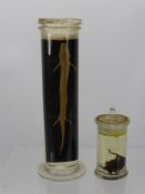 Three Victorian Specimens in Glass Jars, comprising a small bat in the first, two Gammarus Pulex lmm