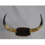 Vintage Mounted Bull Horns, approx 30 x 50 cms