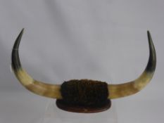 Vintage Mounted Bull Horns, approx 30 x 50 cms