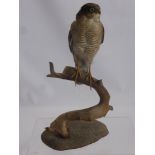 A Vintage Taxidermy Young Male Sparrow Hawk.