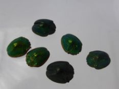 A Quantity of Egyptian Scarab Beetles, six in total.