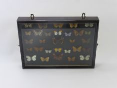 A Framed Collection of British Butterflies, twenty-five in total.
