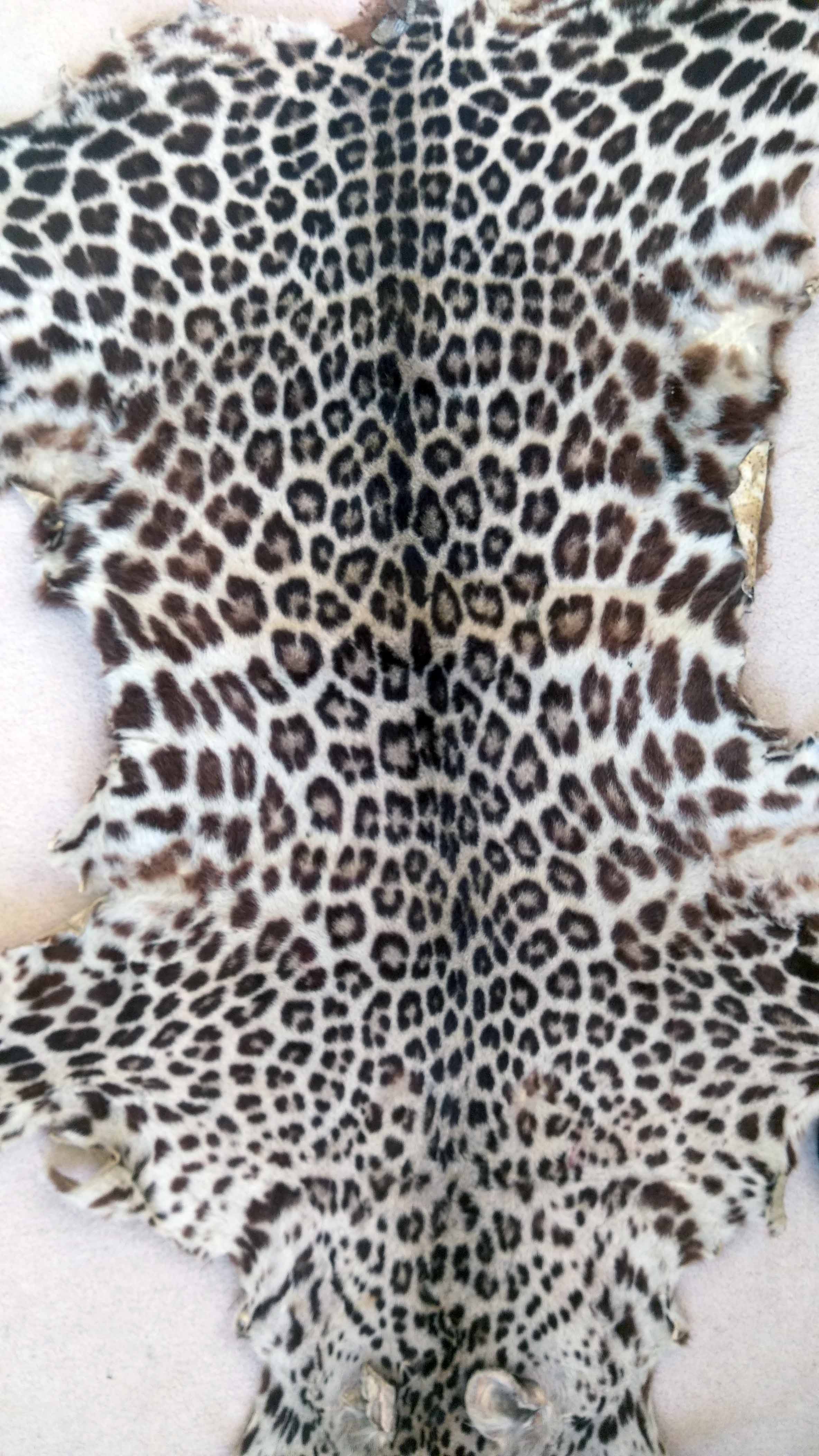 An Antique Circa 19th Century Leopard Skin. - Image 6 of 6