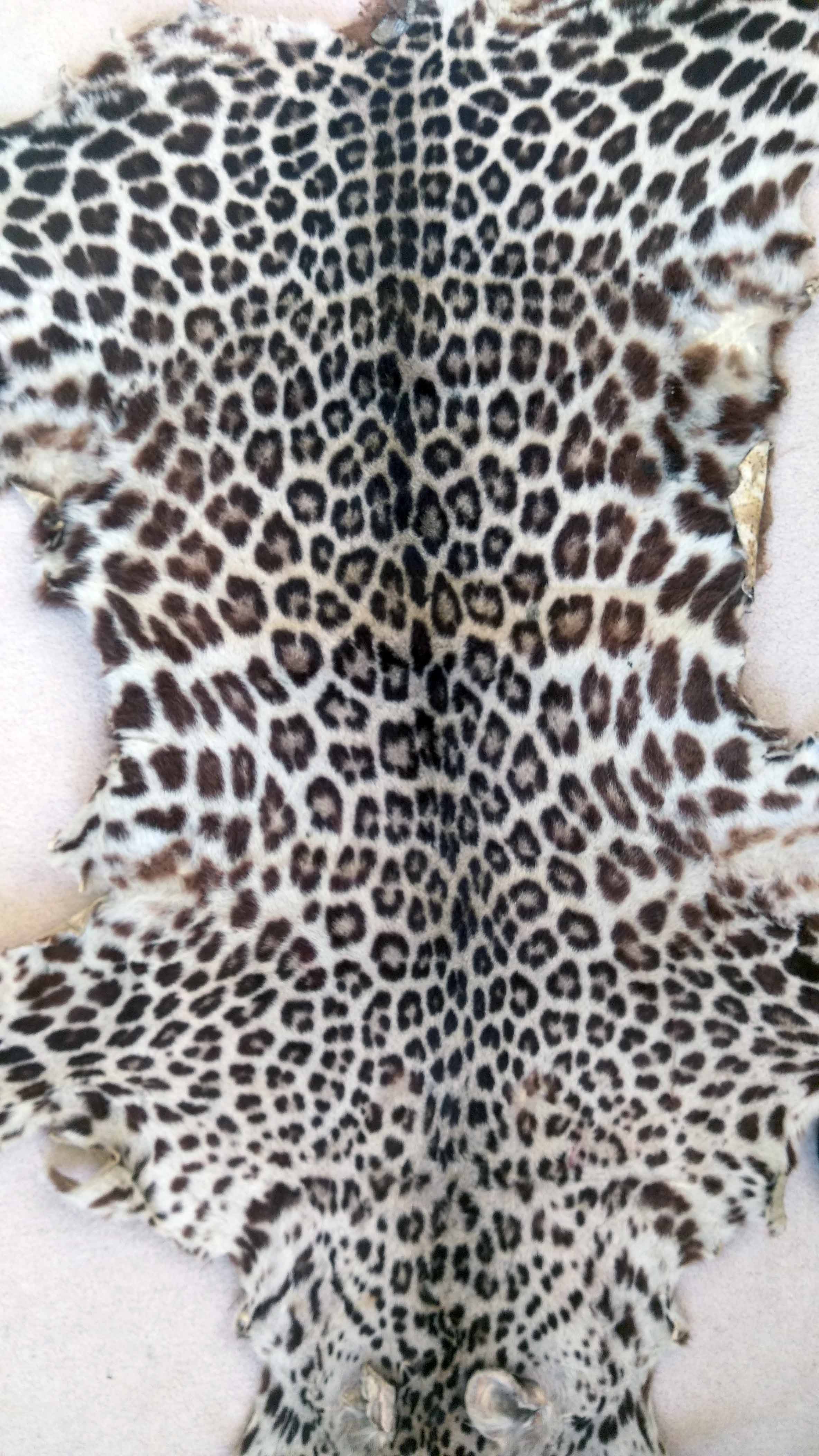 An Antique Circa 19th Century Leopard Skin. - Image 5 of 6