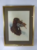 Boris Riab 1898 - 1975, a hand coloured engraving depicting an Irish Setter carrying a partridge,