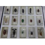 Scientific Interest, Collection of Miscellaneous Insects in Resin, including spiders, scorpions,