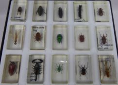 Scientific Interest, Collection of Miscellaneous Insects in Resin, including spiders, scorpions,