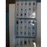 3 X CASES OF INSECTS