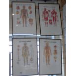 4 X FRAMED & GLAZED MEDICAL DIAGRAMS