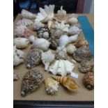 COLLECTION OF SEA SHELLS