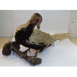 TAXIDERMY FRENCH HEN