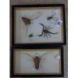 2 X FRAMED & GLAZED TAXIDERMY INSECTS PICTURES