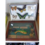 CASED BUTTERFLIES & FRAMED FISHING RELATED ITEMS