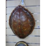 TURTLE SHELL