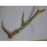 DEER ANTLER