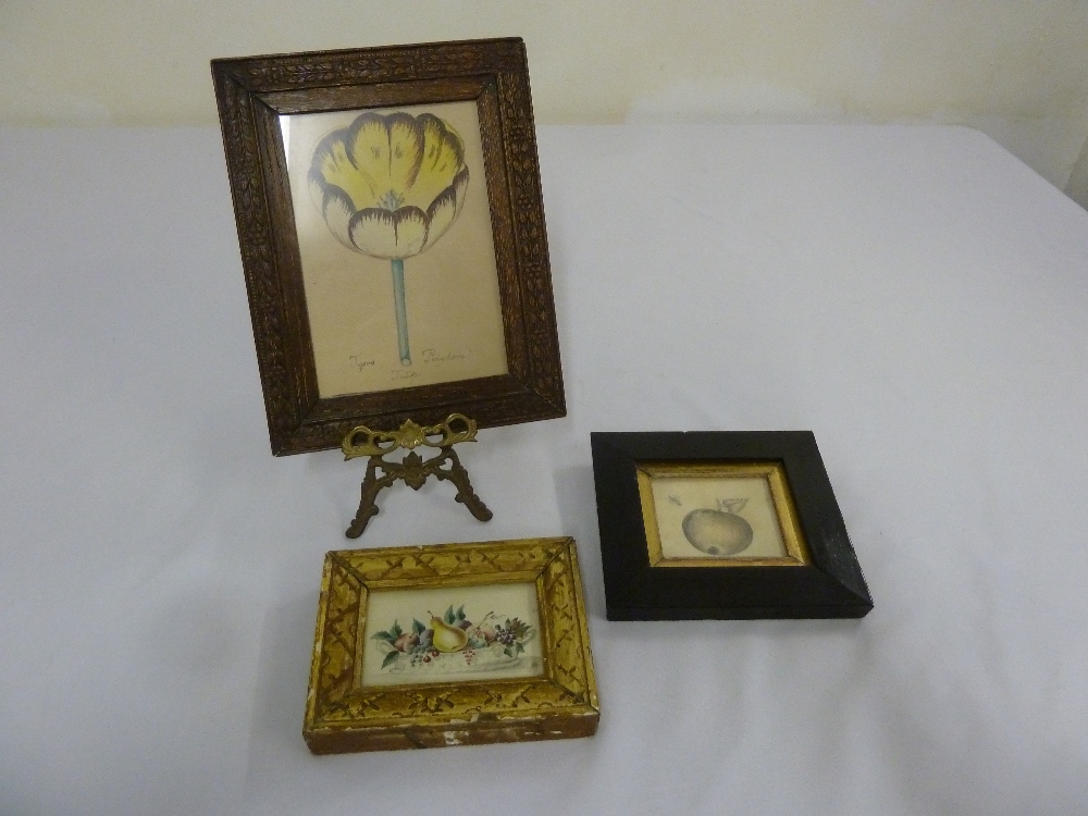 Three early coloured botanical drawings in original frames one with a brass miniature easel