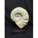 An Ammonite on rectangular bronze base