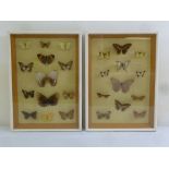 A pair of framed and glazed butterfly displays, 48 x 33.5cm