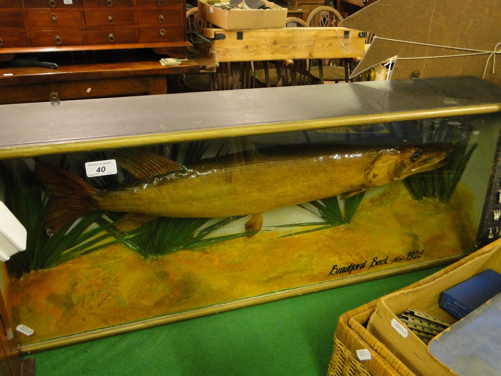 A taxidermic pike in glazed case inscribed "Bradford Beck November 1928," length 36".