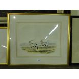 William Cornwallis Harris (1807-1848), colour aquatint, The Gemsbok,