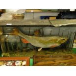 A taxidermic fish, mounted in glazed display case, inscribed on front "Caught at Royalty Fishery,