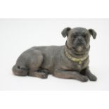 Austrian painted terracotta pug dog, modelled recumbent, with gold painted collar, glass eyes,