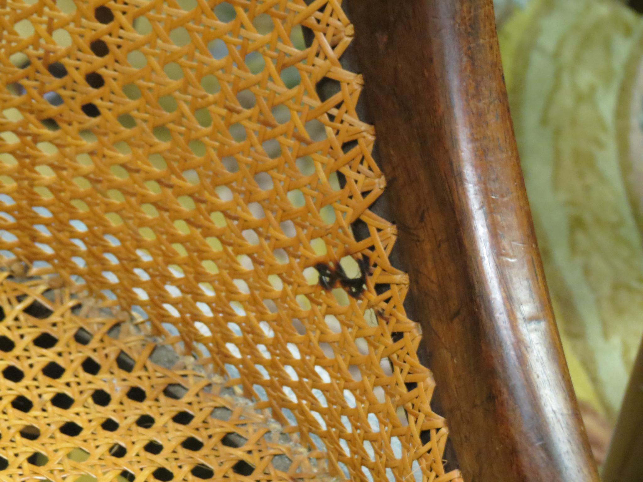 A pair of early 19th century rosewood bergere single chairs, curved backs with scroll terminals, - Image 6 of 8