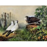 Cheverton White (19th Century) - Watercolour - Study of three fancy pigeons in a landscape, 17.