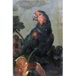 English / Dutch School (18th Century) - Oil painting - Painting of a parrot sitting in a branch,