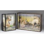 Two squirrels in naturalistic surrounds and contained in ebonised and glazed display case, 19.5ins