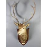 An early 20th Century Stags head mounted on to an oak shield plaque, 54ins overall, with plaque