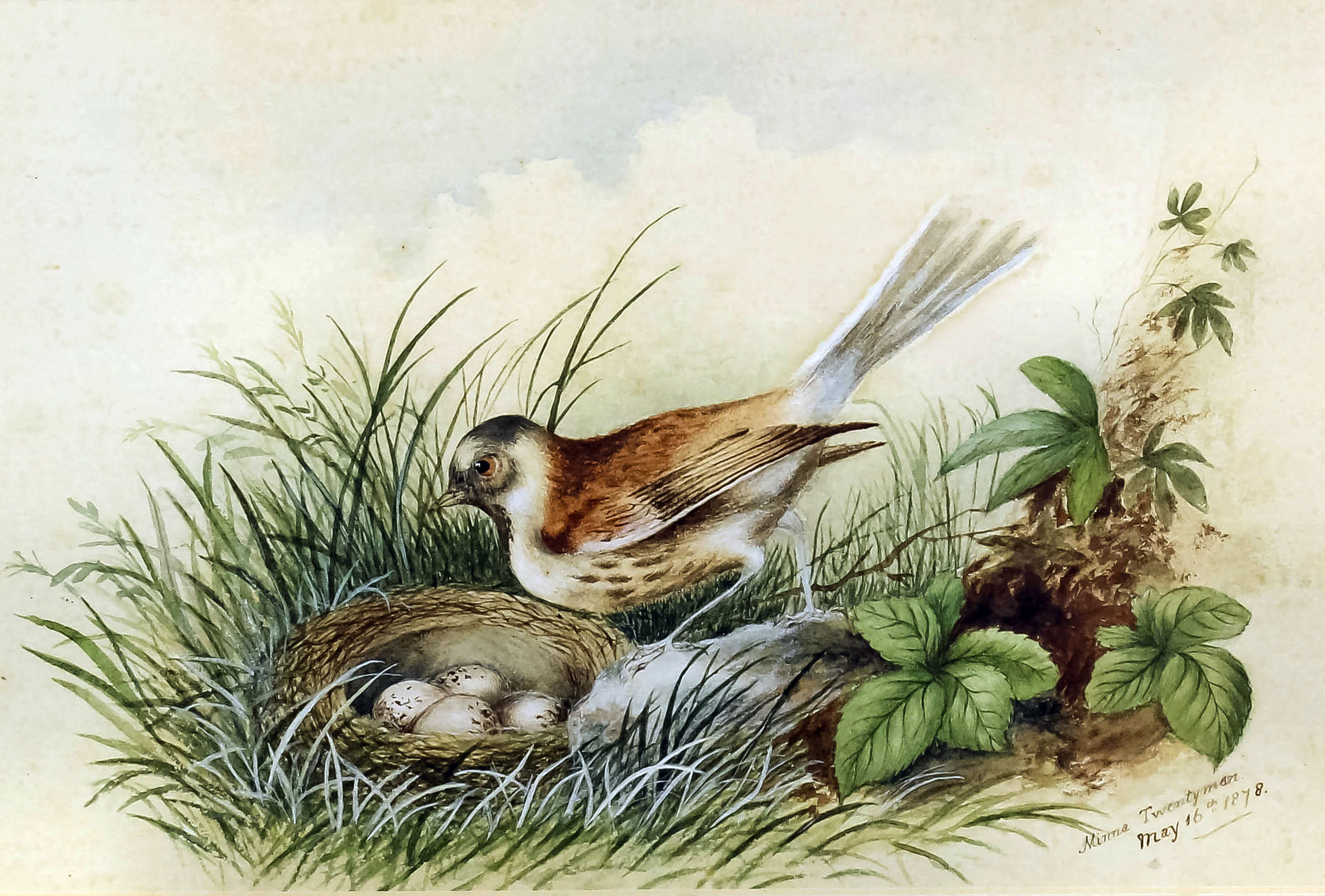 Minna Twentyman (19th Century School) - Pair of watercolours - Birds by their nests of eggs, each