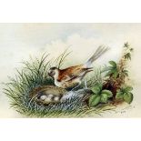 Minna Twentyman (19th Century School) - Pair of watercolours - Birds by their nests of eggs, each