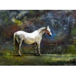 *** Phillip Sanders (born 1938) - Oil painting - "Red Head Collar" - Study of a standing grey mare