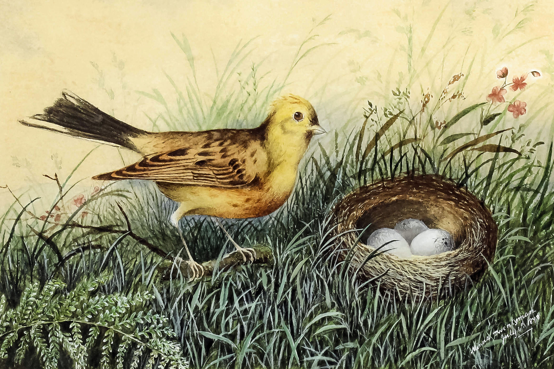 Minna Twentyman (19th Century School) - Pair of watercolours - Birds by their nests of eggs, each - Image 2 of 2